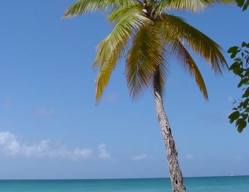 Gazebo glugu Jogja memanfaatkan hasil pohon kelapa, sumber : wikipedia.id