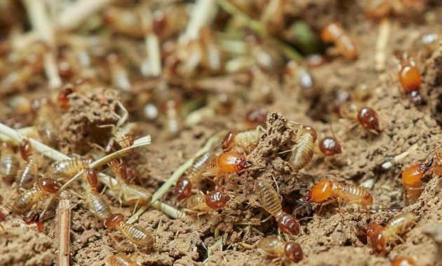 Produsen minyak nilam bermanfaat untuk basmi serangga, sumber : pixabay.com