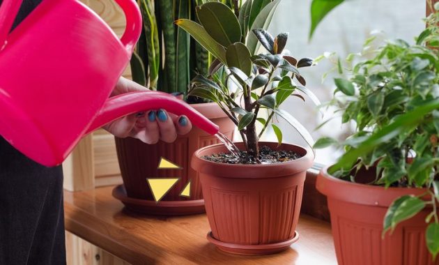 Tanaman Sumber ; Orami