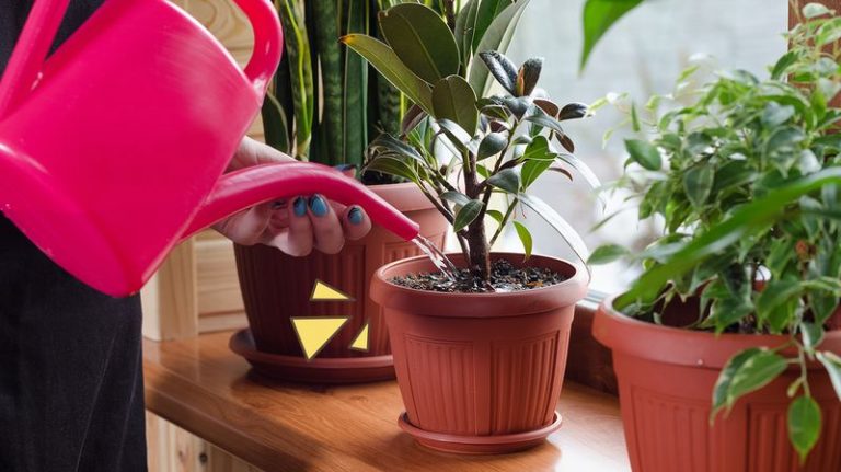 Tanaman Sumber ; Orami