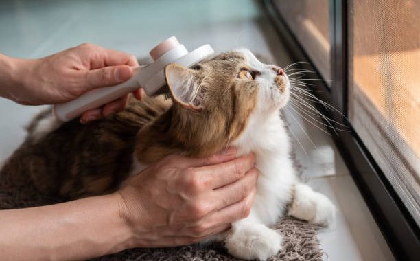 Ilustrasi petsop yang menawarkan layanan perawatan hewan dan hair grooming hewan. Sumber: istockphoto.com