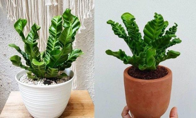 tanaman indoor kadaka, yang cocok untuk menghias interior ruangan rumah Anda, sumber; google.com