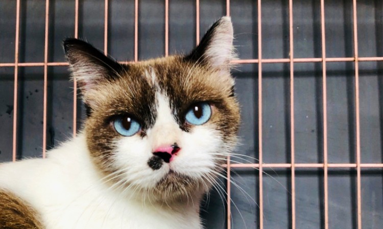 Jasa penitipan kucing di Murs Pet Care, Sumber: google pics