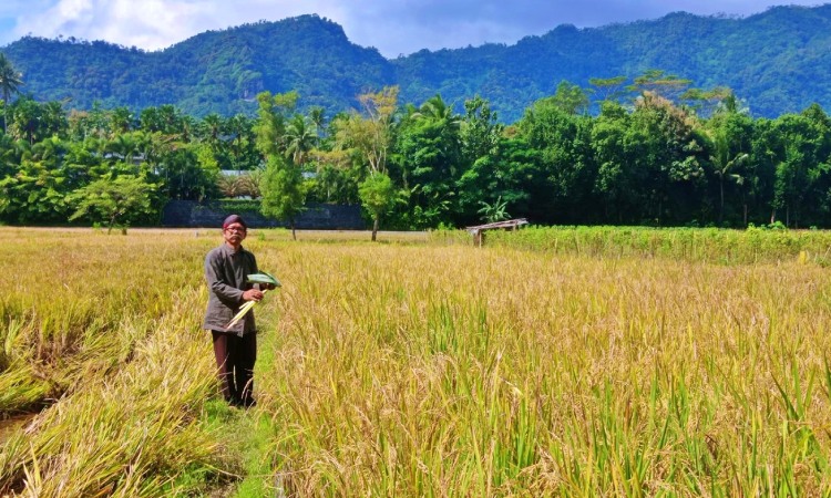 Tradisi wiwitan petani, Sumber: borobudurnews.com