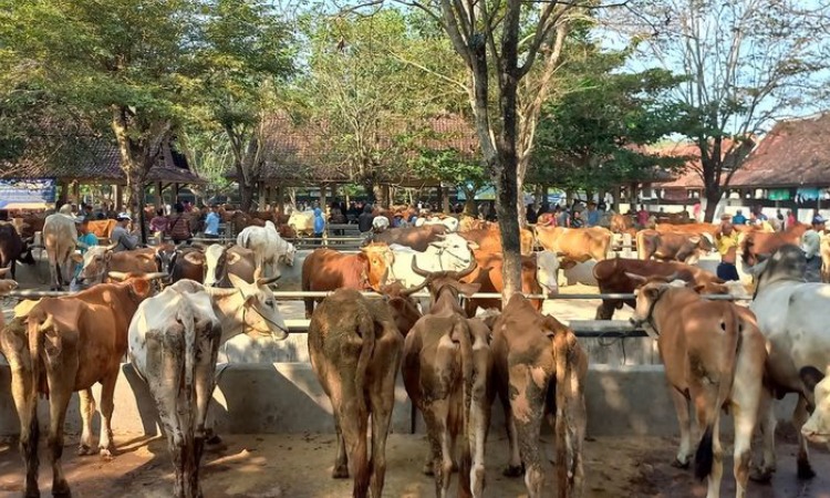 Pasar Hewan Ambarketawang, Sumber: kompas.com