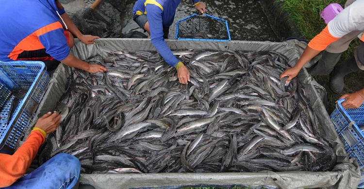 Panen ikan lele yang melimpah, Sumber: petpintar.com