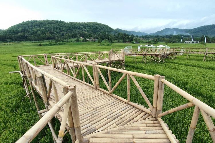 Pemandangan sawah yang hijau membentang, Sumber: yogyakarta.kompas.com