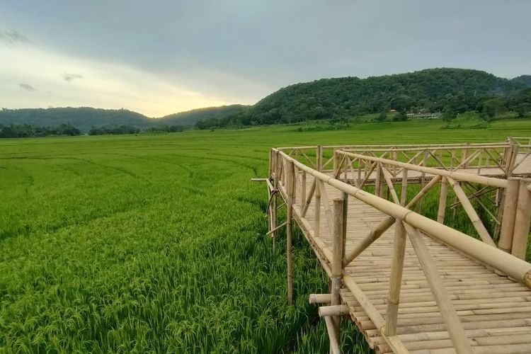 Spot foto dengan background hamparan sawah, Sumber: yogyakarta.kompas.com