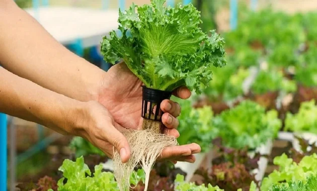 Menjadi peluang bisnis yang menjanjikan, Sumber: unearthfarms.in