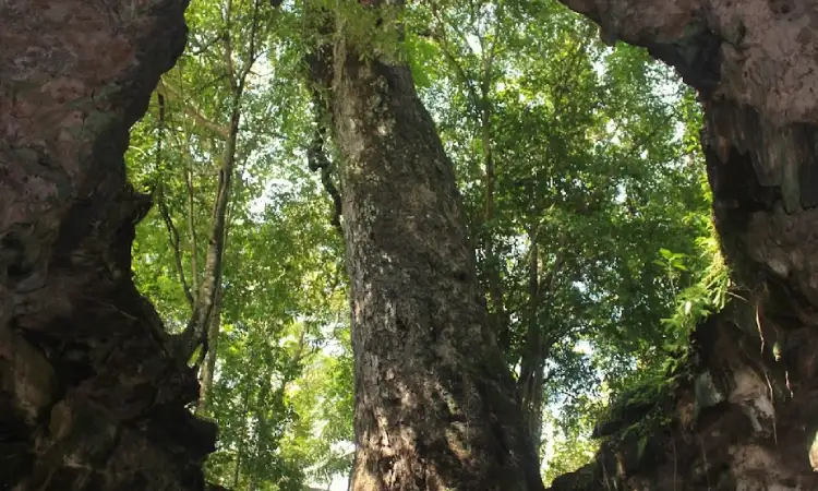 Pengalam berwisata ke Goa Kencono, Sumber: googleusercontent.com